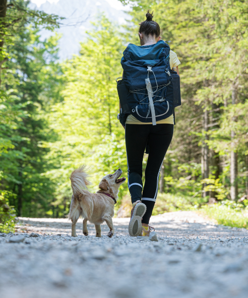 Best Dog-Friendly Hikes Near the Bay Area for You and Your Pup