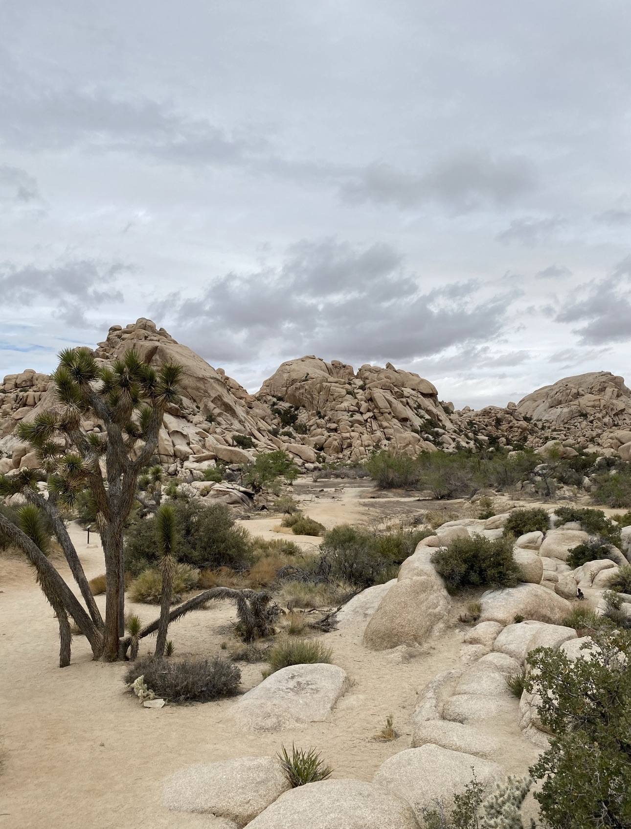 Exploring the Magic of Joshua Tree: A Journey Into the Desert Wilderness