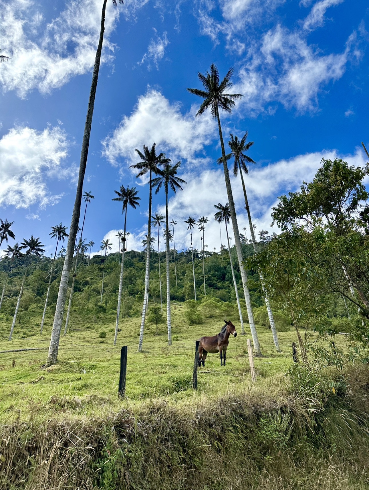 Hiking Valle de Cocora in Colombia – A Breathtaking Adventure Through Colombia’s Coffee Region