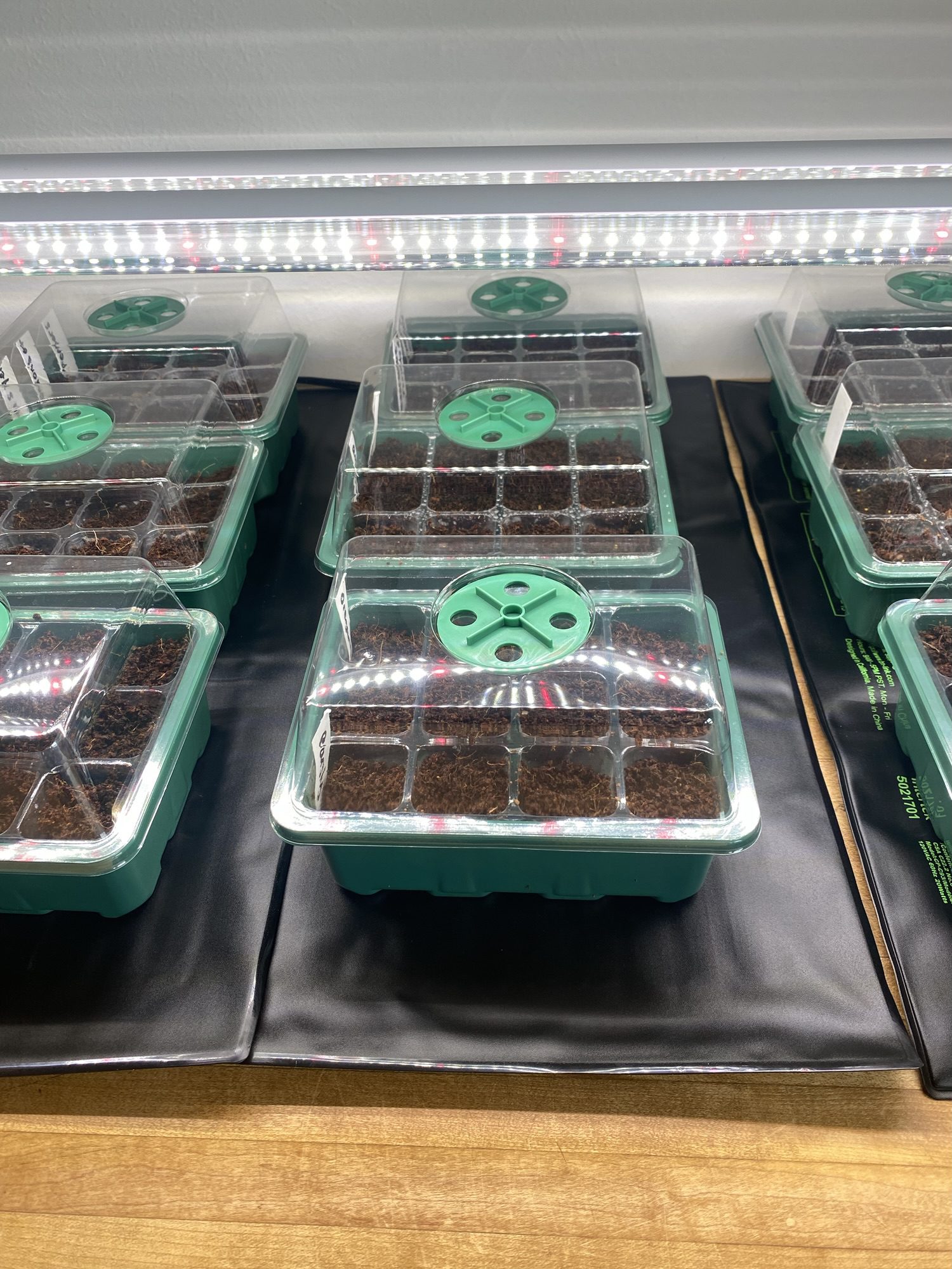 How to Start Seeds Indoors (Without Losing Your Sanity as a Busy Mom)