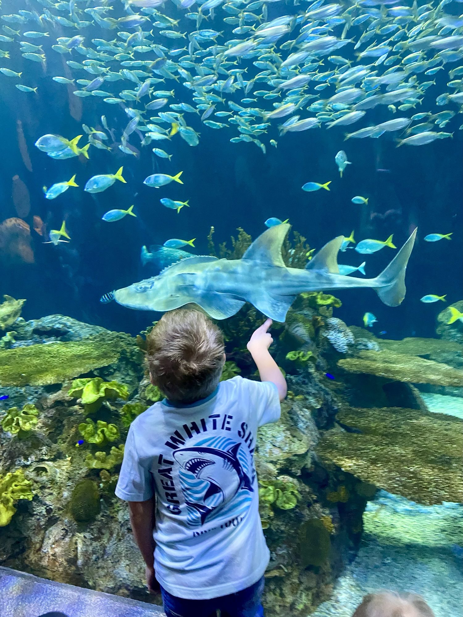 Visiting Shedd Aquarium in Chicago with Kids: Great Tips, Fun Tricks, and Our Favorite Exhibits