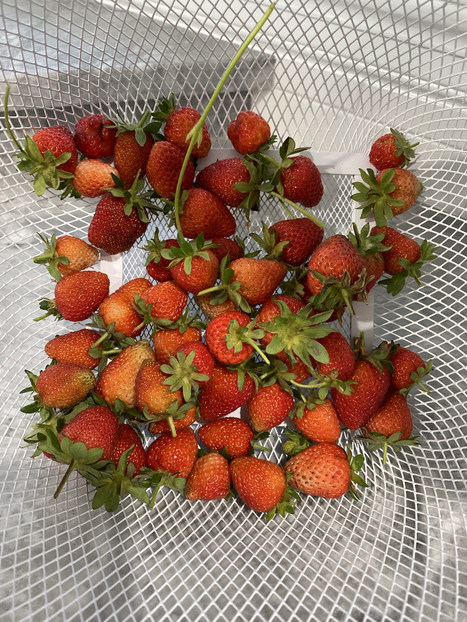 Starting a Strawberry Garden: From 8 Plants to an All-Season Harvest