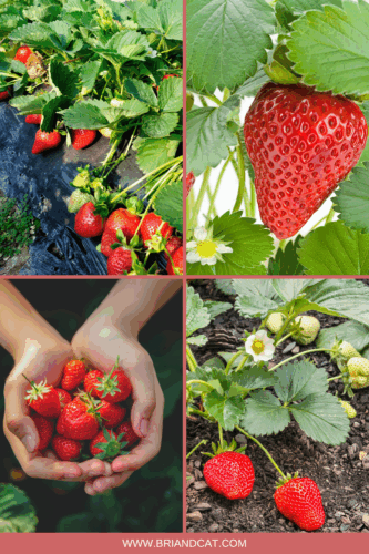 A vibrant strawberry patch with lush green leaves and ripe red strawberries ready for harvest.