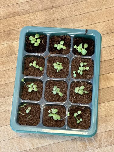 Indoor seed starting setup with seed trays, plant markers, and grow lights for beginner gardeners