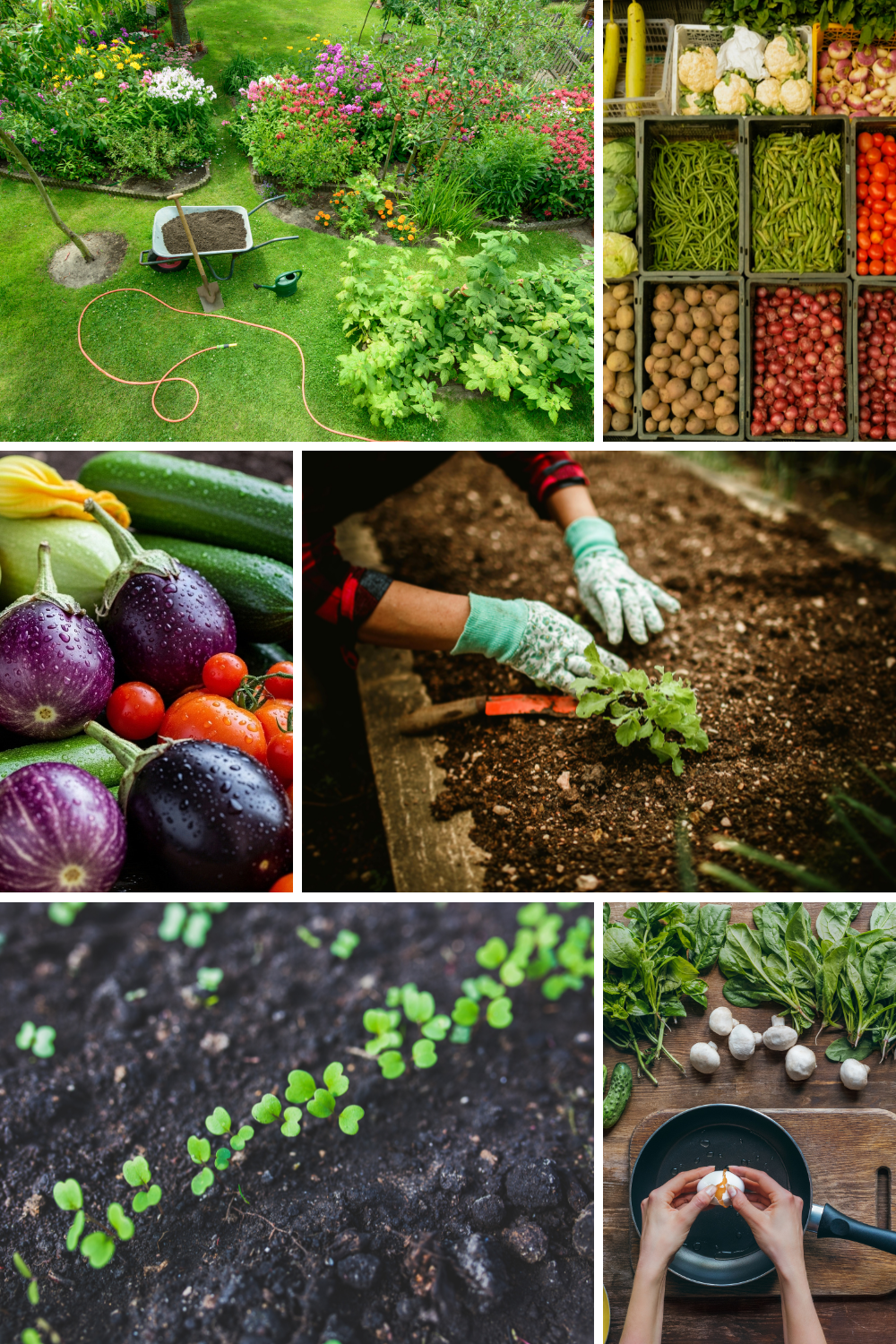 The Easiest Vegetables for Beginner Gardeners (Trust Me, You Can Grow These!)