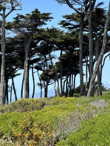 Lush green landscape featuring tall trees and colorful wildflowers under a clear blue sky.