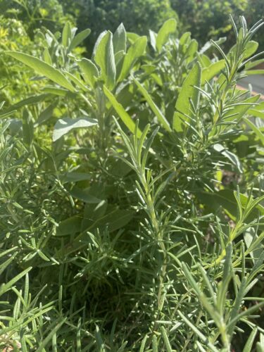 Close-up of fresh sage and rosemary plants in a garden, showcasing their vibrant green leaves.