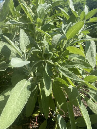 Close-up view of fresh sage leaves growing in a garden, showcasing their vibrant green color and textured surfaces.