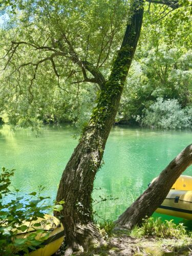 A serene riverside scene featuring a lush green tree beside tranquil turquoise water, with yellow kayaks partially visible at the bank.