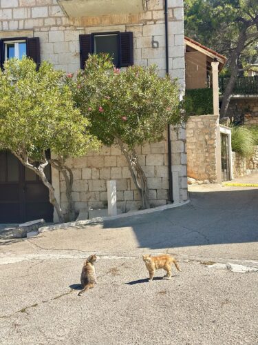 Two cats standing on a sunlit street, one is gray tabby and the other is orange, with stone buildings and greenery in the background.