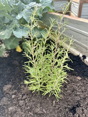Rosemary in the garden